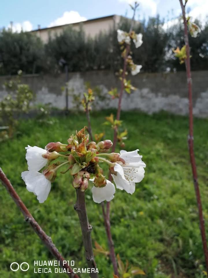 Bed & Breakfast Albero Della Musica *